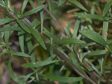 Lobularia maritima / Filigrana comune, Alisso odoroso