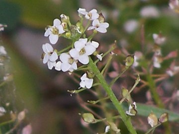 Lobularia maritima / Filigrana comune, Alisso odoroso