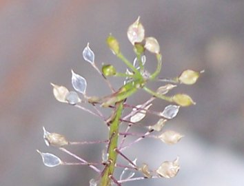 Lobularia maritima / Filigrana comune, Alisso odoroso