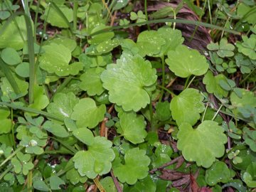 con foglia succulenta
