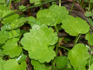 con foglia succulenta