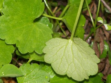 con foglia succulenta