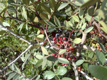 Pistacia lentiscus / Lentisco
