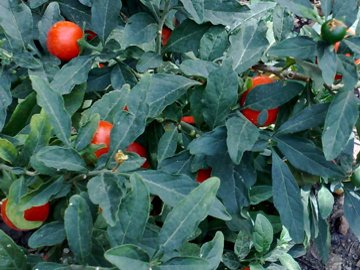 Solanum fuggito da molti giardini - Solanum pseudocapsicum