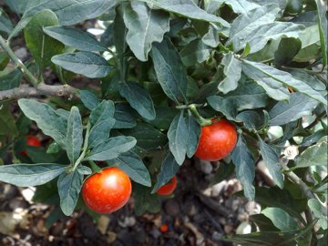 Solanum fuggito da molti giardini - Solanum pseudocapsicum