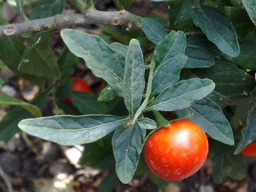 Solanum fuggito da molti giardini - Solanum pseudocapsicum