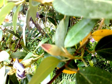 Albero tropicale?