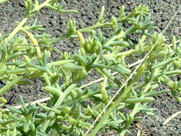 Sulla sabbia parco del Circeo Salsola kali e Cakile maritima