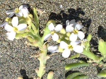 Sulla sabbia parco del Circeo Salsola kali e Cakile maritima