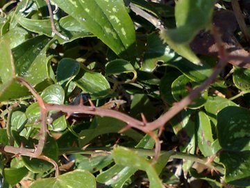 Pianta con viticci e foglie con spine: Smilax aspera