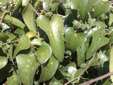 Pianta con viticci e foglie con spine: Smilax aspera