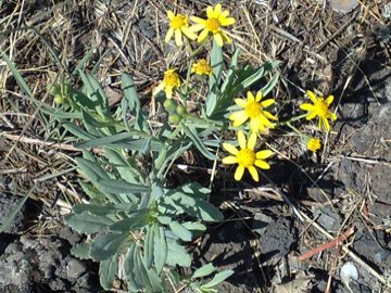 Senecio squalidus subsp. aethnensis / Senecio dell''Etna