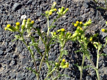 Senecio vulgaris / Senecione comune