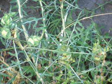 Lactuca cfr. serriola con parassita