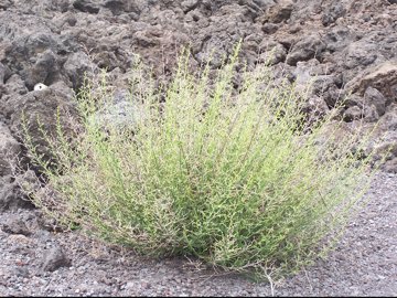 cespuglio erboso dell''Etna - Scrophularia canina