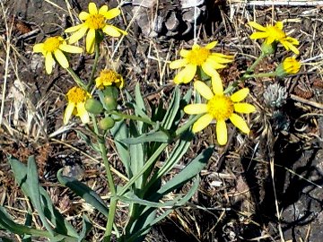 Senecio squalidus subsp. aethnensis / Senecio dell''Etna