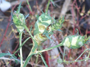 Lactuca cfr. serriola con parassita