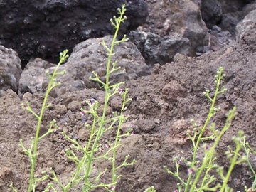 cespuglio erboso dell''Etna - Scrophularia canina