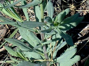 Senecio squalidus subsp. aethnensis / Senecio dell''Etna