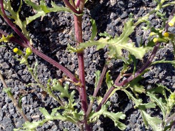 Senecio vulgaris / Senecione comune