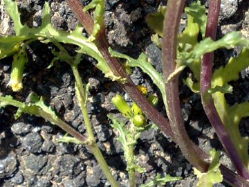 Senecio vulgaris / Senecione comune