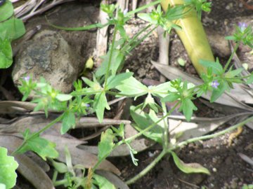 Campanula erinus / Campanula minore