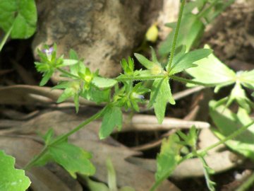Campanula erinus / Campanula minore