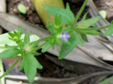 Campanula erinus / Campanula minore