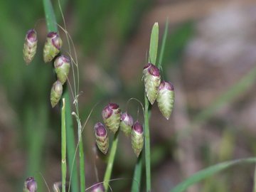 Briza maxima
