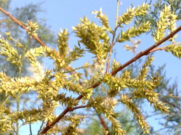Tamarix sp.  (Caryophyllales - Tamaricaceae)