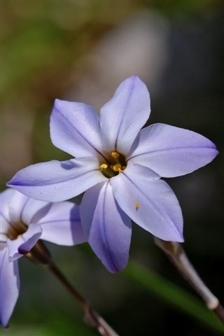 Ipheion uniflorum / Fiorestella