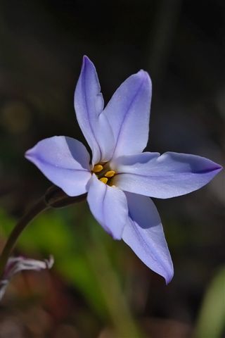 Ipheion uniflorum / Fiorestella