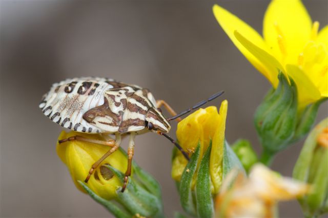 Pentatomidae: ninfa di Carpocoris sp. dell''Elba