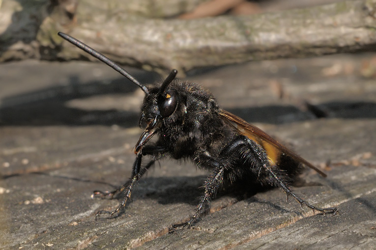 Scolia hirta? No, maschi di Megascolia flavifrons