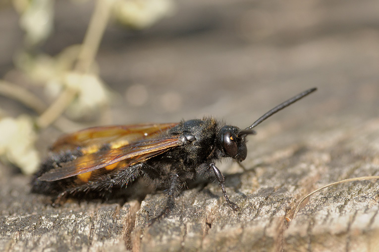 Scolia hirta? No, maschi di Megascolia flavifrons