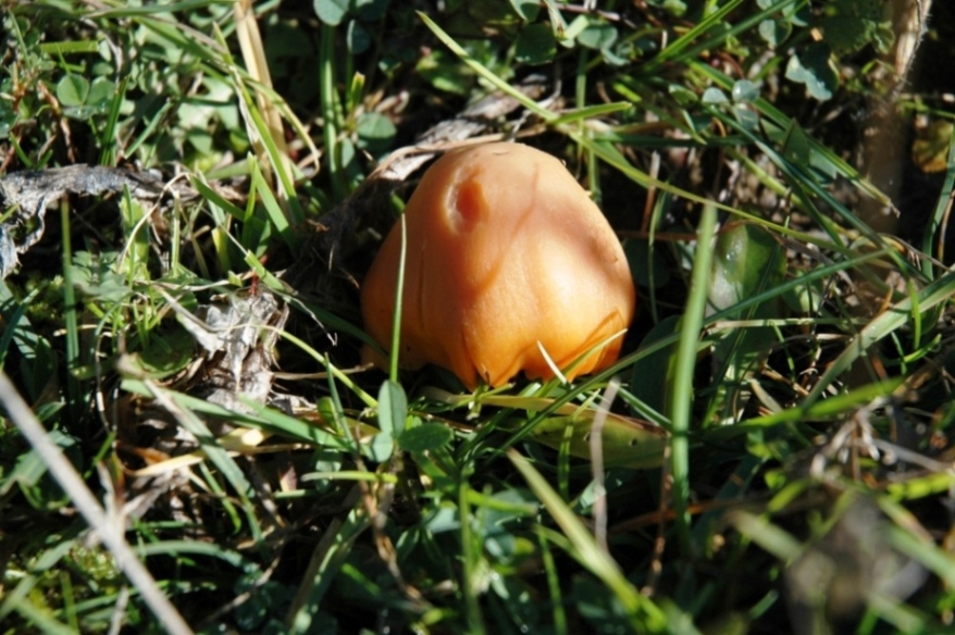 Hygrocybe pratensis