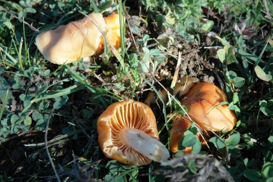 Hygrocybe pratensis