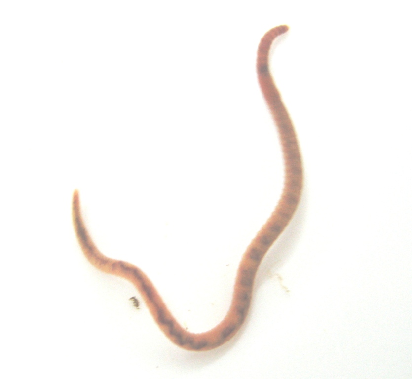 Anellide