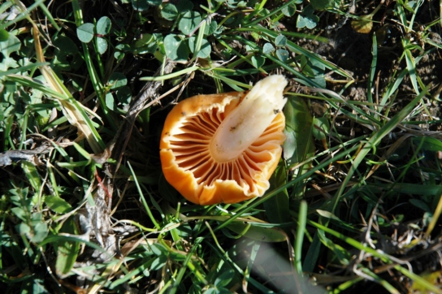Hygrocybe pratensis