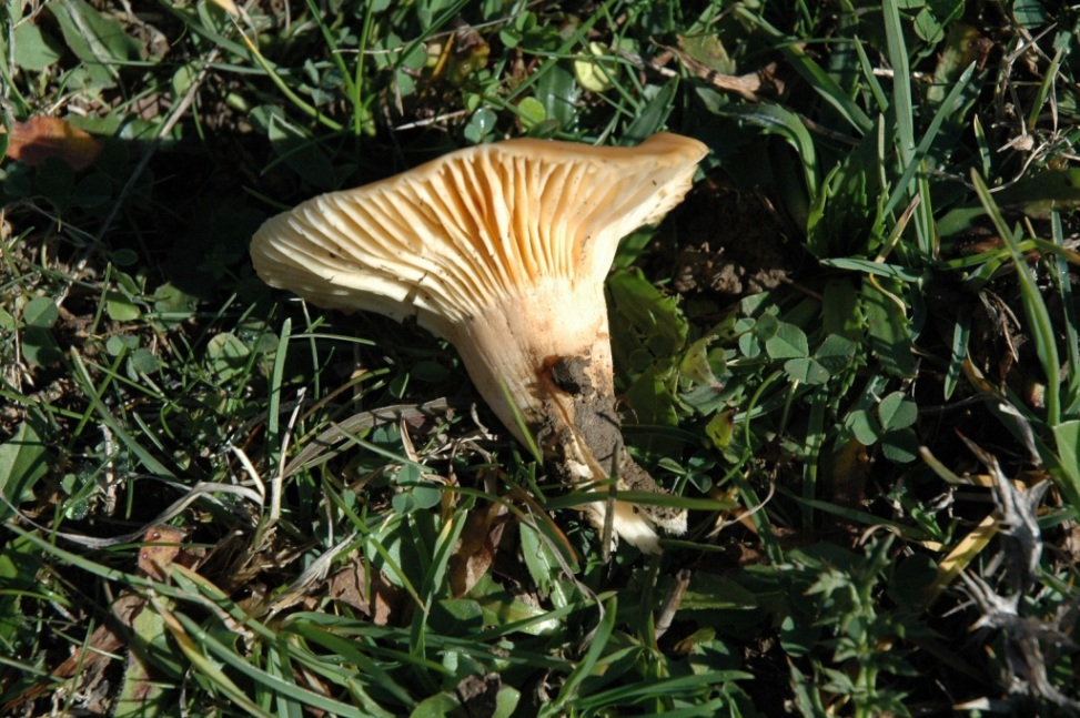 Hygrocybe pratensis