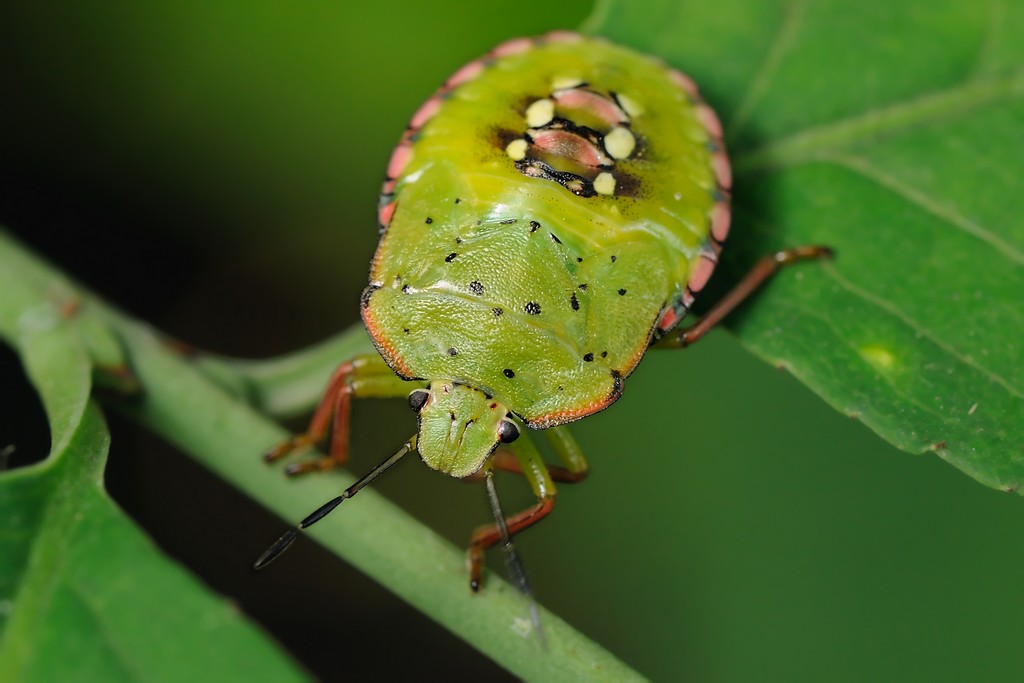 Pentatomidae: ninfe di Nezara e Palomena a confronto