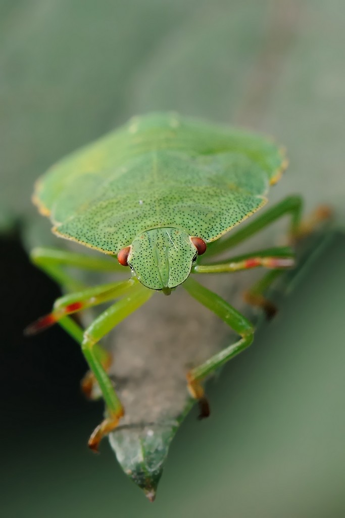 Pentatomidae: ninfe di Nezara e Palomena a confronto