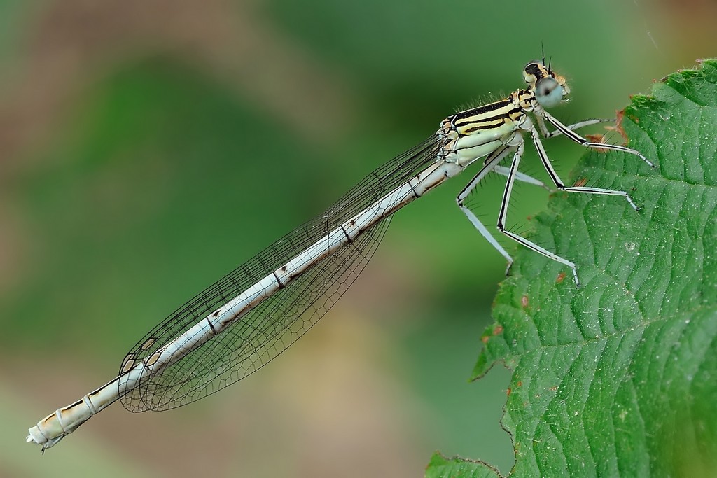Coenagrionidae o Platycnemididae