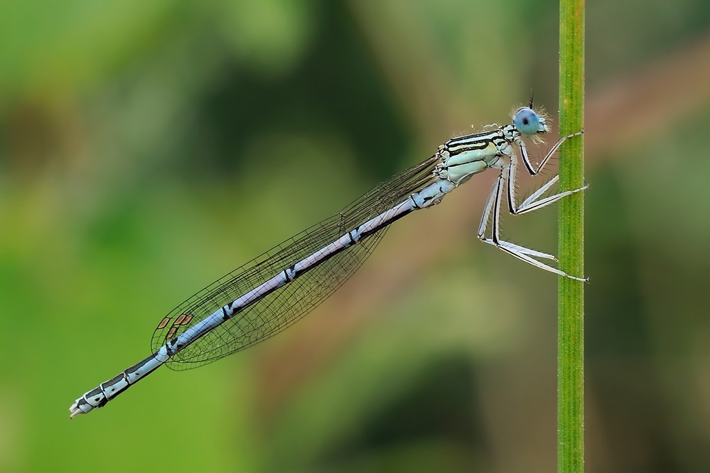 Coenagrionidae o Platycnemididae