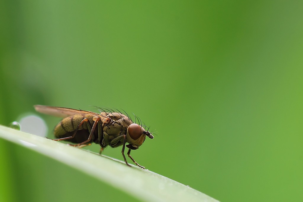 Notiphila sp. (Ephydridae).