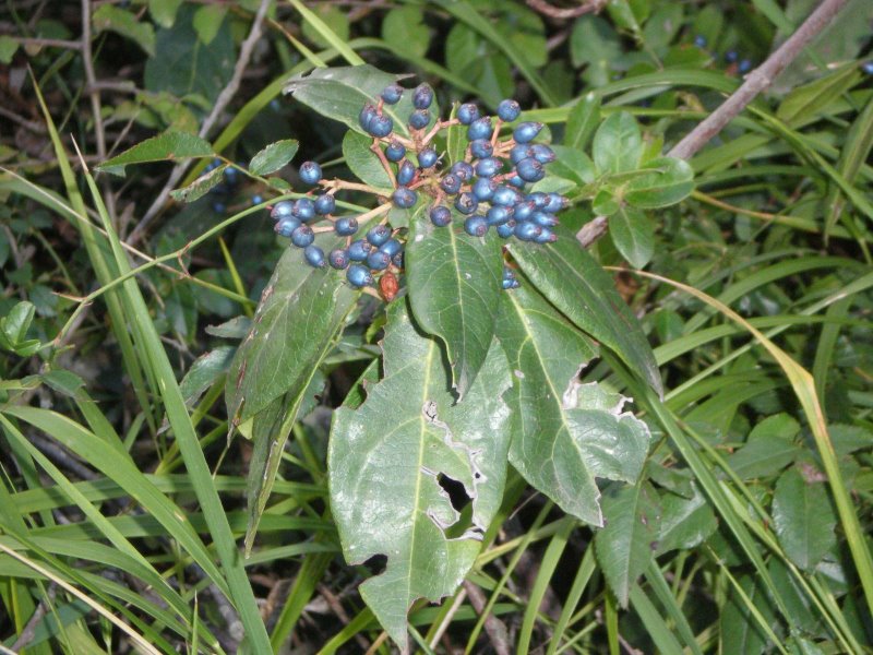 Viburnum tinus / Viburno-tino