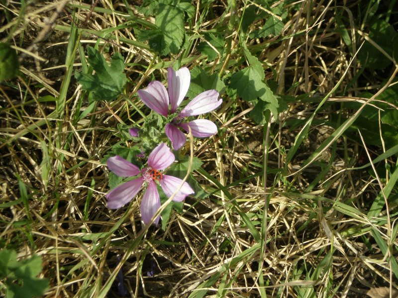 Malva sylvestris