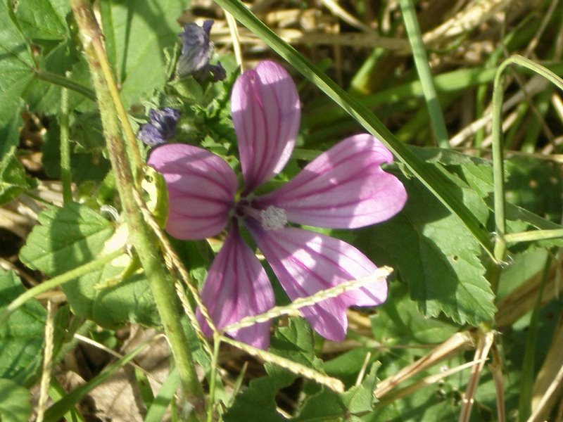 Malva sylvestris
