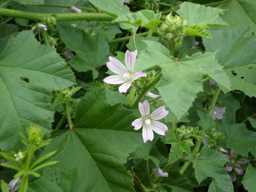 Possibile che sia una Malva? Malva multiflora