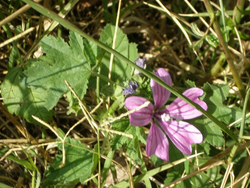 Malva sylvestris